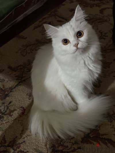 قطه للبيع