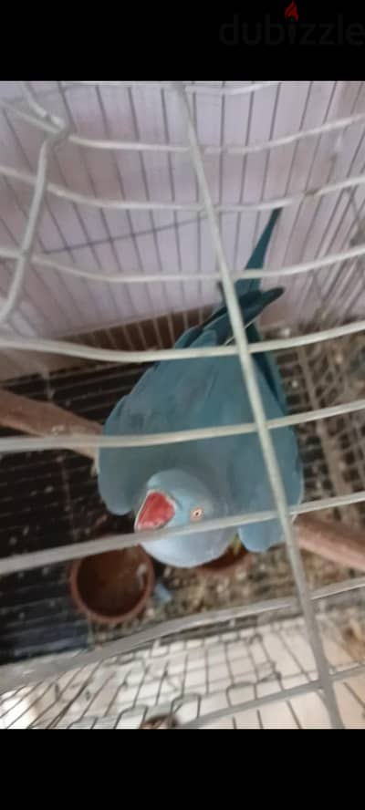 نتايه دره بلو اول شغلها