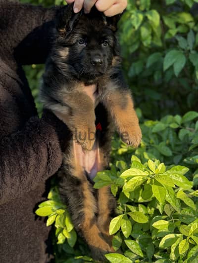 German shepherd