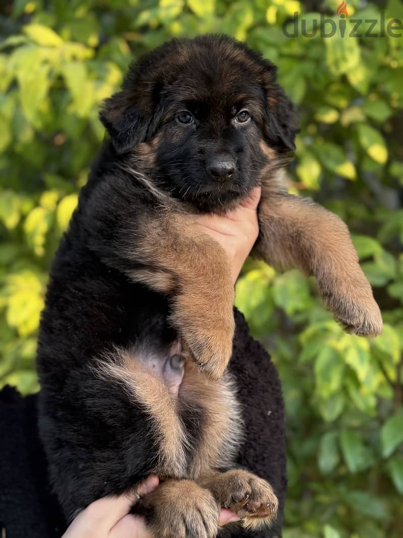 German shepherd 1