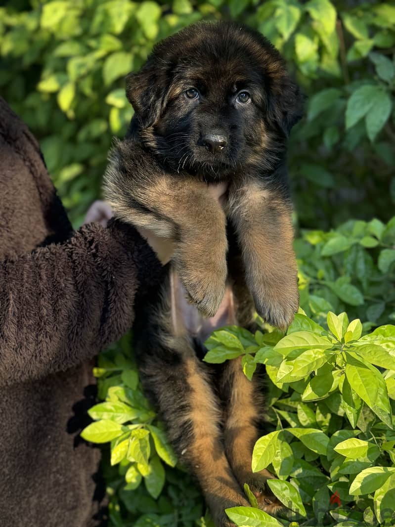 German shepherd 2