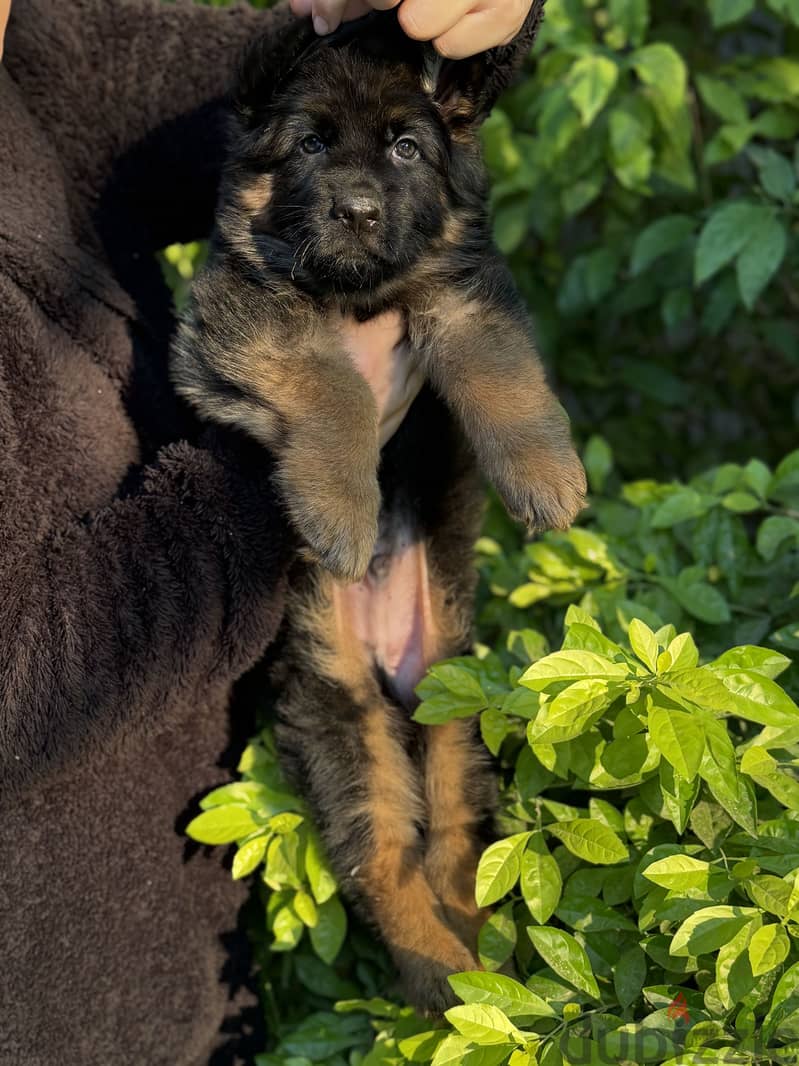 German shepherd 3