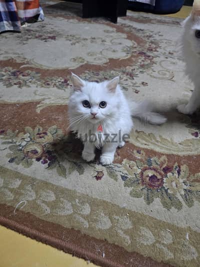 قطة شيرازى عمرها 3 شهور