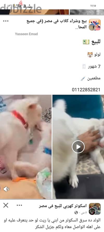 كلبين لولو للبيع