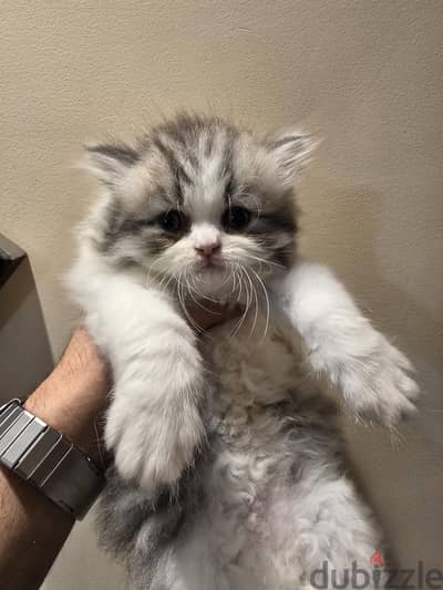 شيراز مون فيس