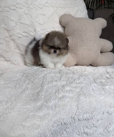 Pomeranian tea cup تي كب بومرينيان