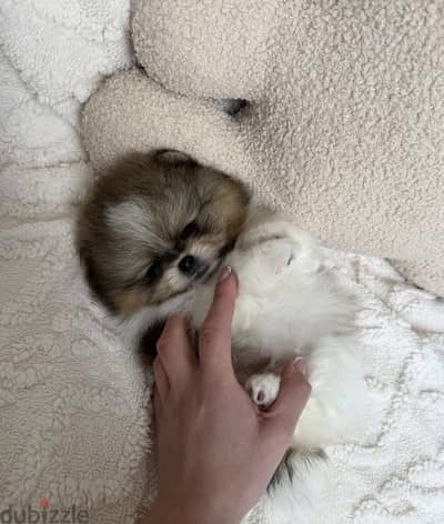 Teacup Pomeranian puppies تي كب بومرينيان