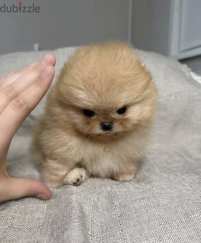 Pomeranian teacup size بومرينيان تي كب