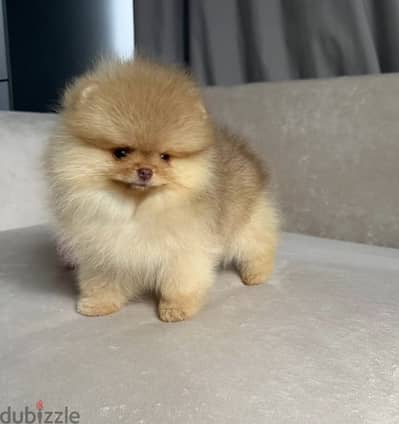 Teacup Pomeranian puppies تي كب بومرينيان