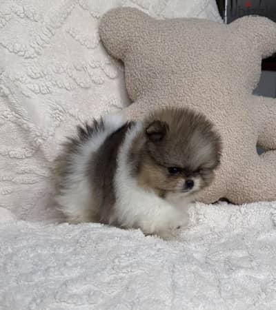 Pomeranian puppies teacup size تي كب بومرينيان