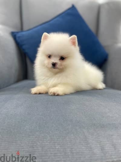 Pomeranian puppy