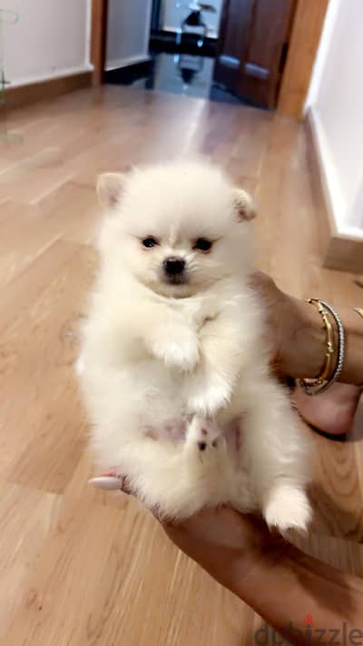 Teacup pomeranian