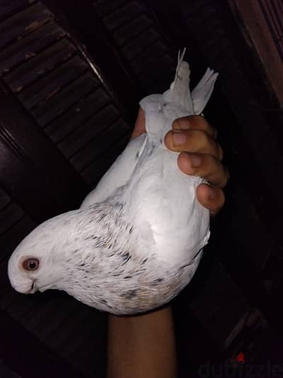 قص صوافة
