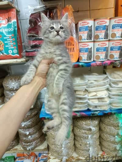 قط شيرازى للبيع