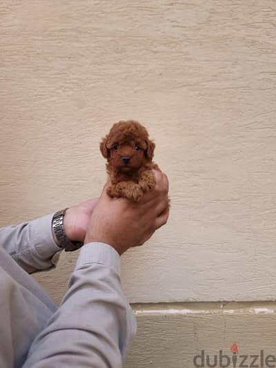  Toy Poodle Puppies Available