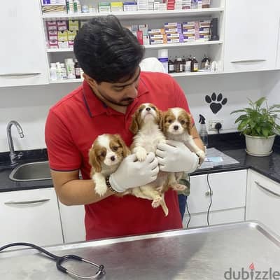  Cavalier King Charles Spaniel Puppies – Jewel Dogs 