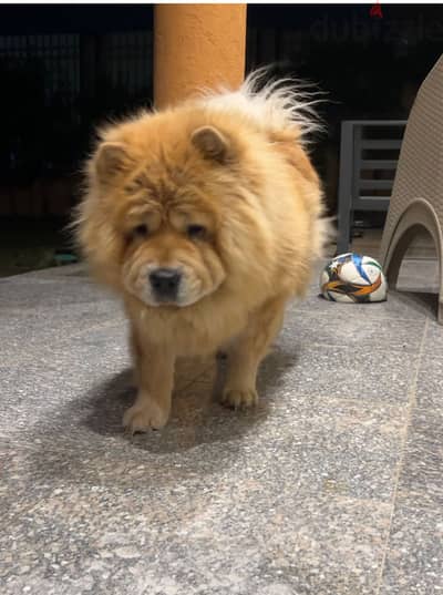 Female chowchow