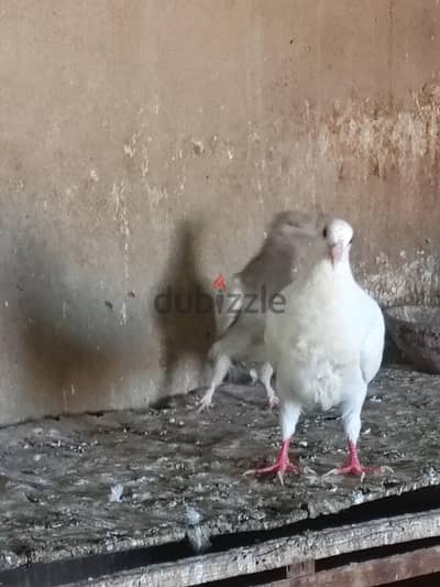 زغلول لاحم وزغلول حلبي للبيع