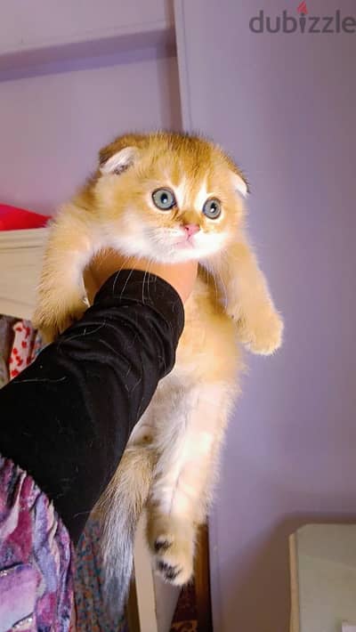 Scottish fold short hair