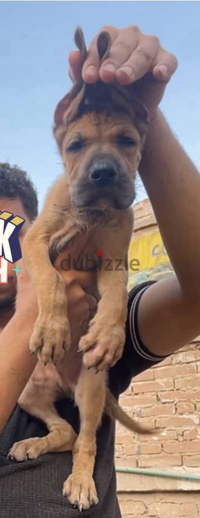 جرو جريت دان  دنواه