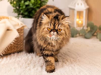 قطه بيرشن بيكي فيس جولدن تابي