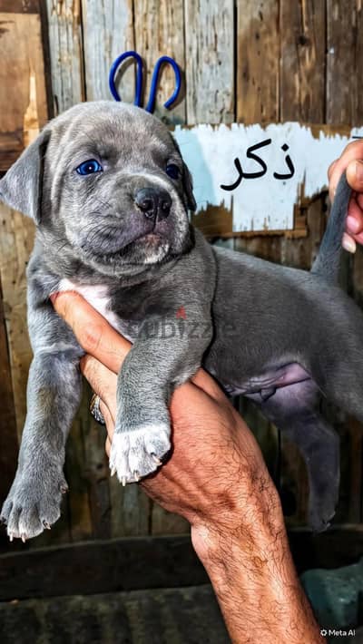 جراوي بيتبول بولي عمر ٣٣ يوم