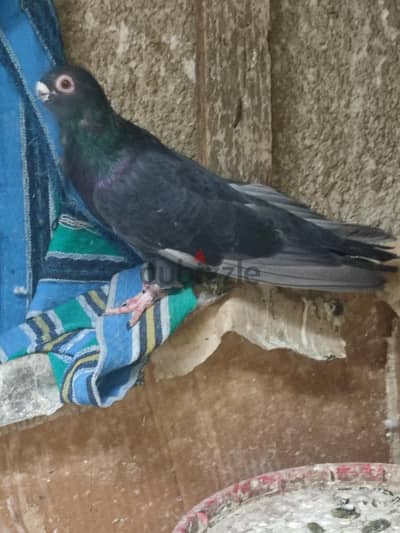 بنت عليها 5 وشاب عليه 2 سمر من تحت قطاطا