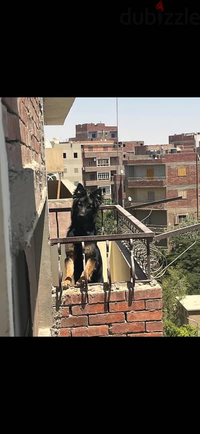 German shepherd