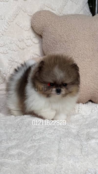 pomeranian puppies جراوي بومرينيان
