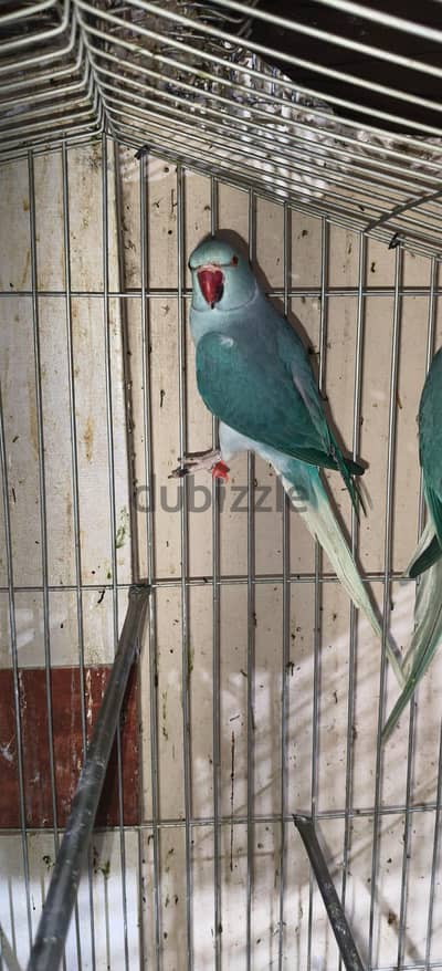 بيع مجموعه  وايت هيد وايت تيل