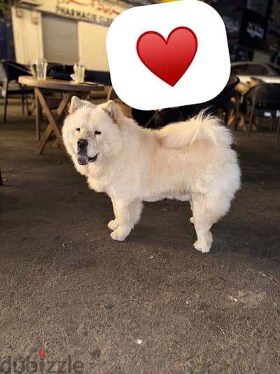 Male chow chow Champion bloodline