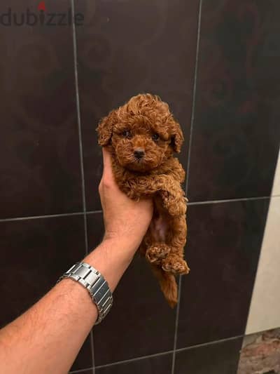 Toy Poodle Puppies – 45 Days Old! from Ukrainian parents