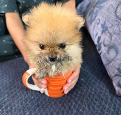 اصغر كلب بومرينيان   Pomeranian puppies teacup