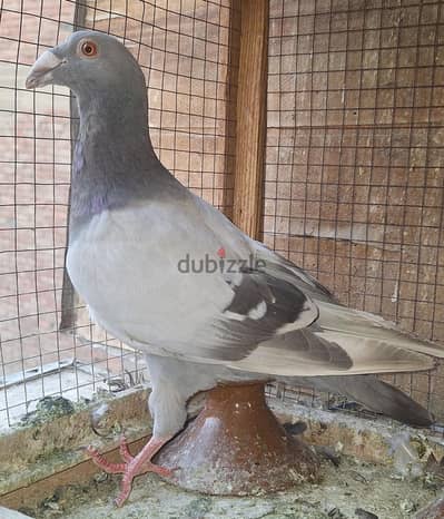 دكر ايس سحنه