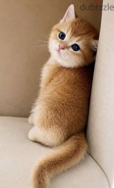 Elite British Shorthair Golden boy