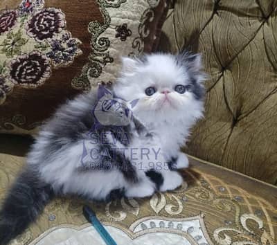 قطة بنوتة توب
