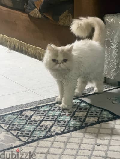 قط بيرشن للبيع
