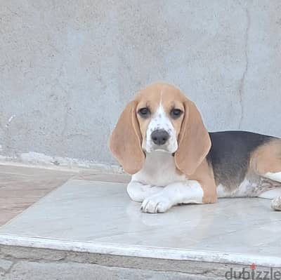 puppy beagle for sell بيجل للبيع انثي