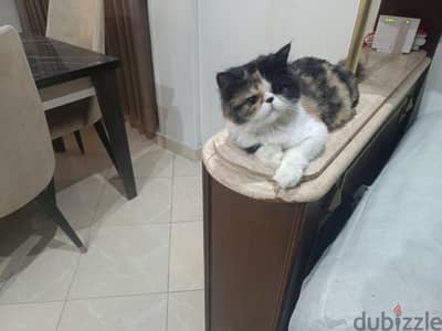 بنوته كاليكو