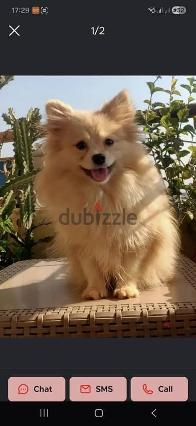 pomeranian 2.5 year for sale