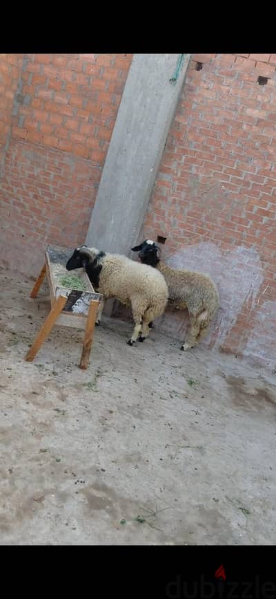 4حتت  خروفين ونعجه والده