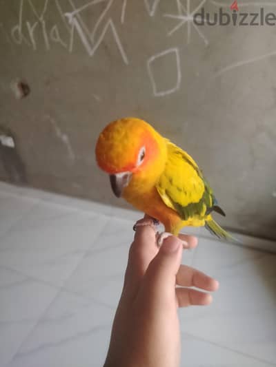 ببغاء صن كنيور مدرب ومتكلم