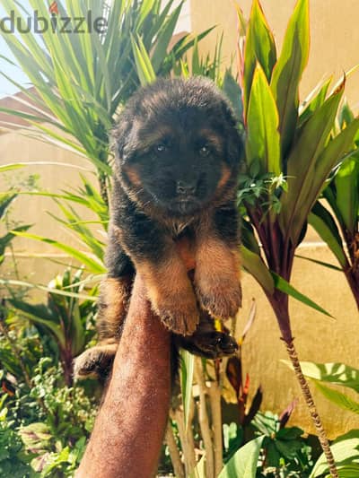 للبيع جرو جيرمن (German Shepherd) لونج هيرمطعم بالكامل مستوى ممتاز