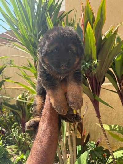 German Shepherd puppies