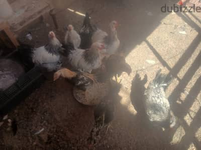 ديوك براهما وهندى