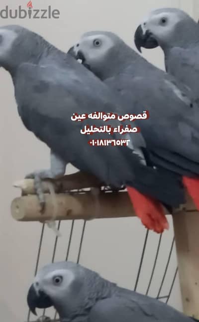قصين زنجبا،ي ودكر  زنجباري بالتحليل