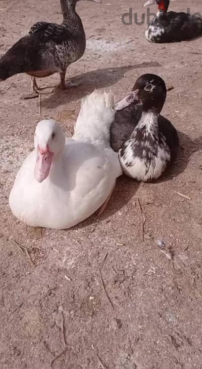 بط بلدي