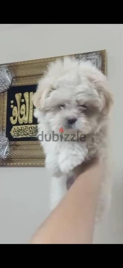 مالتي بو