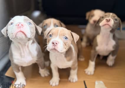Special puppies