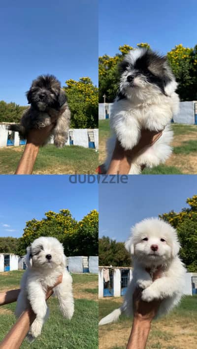puppies havanese males and female top quality جراء هافانيز مستوى نقي